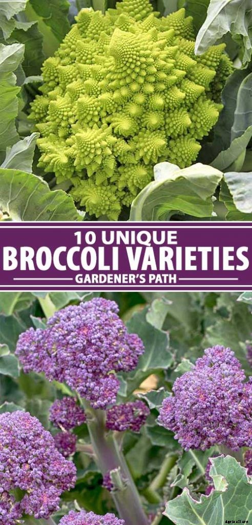 10 Best Broccoli Varieties for Your Garden (Plus 3 Delicious Bonus Options!)