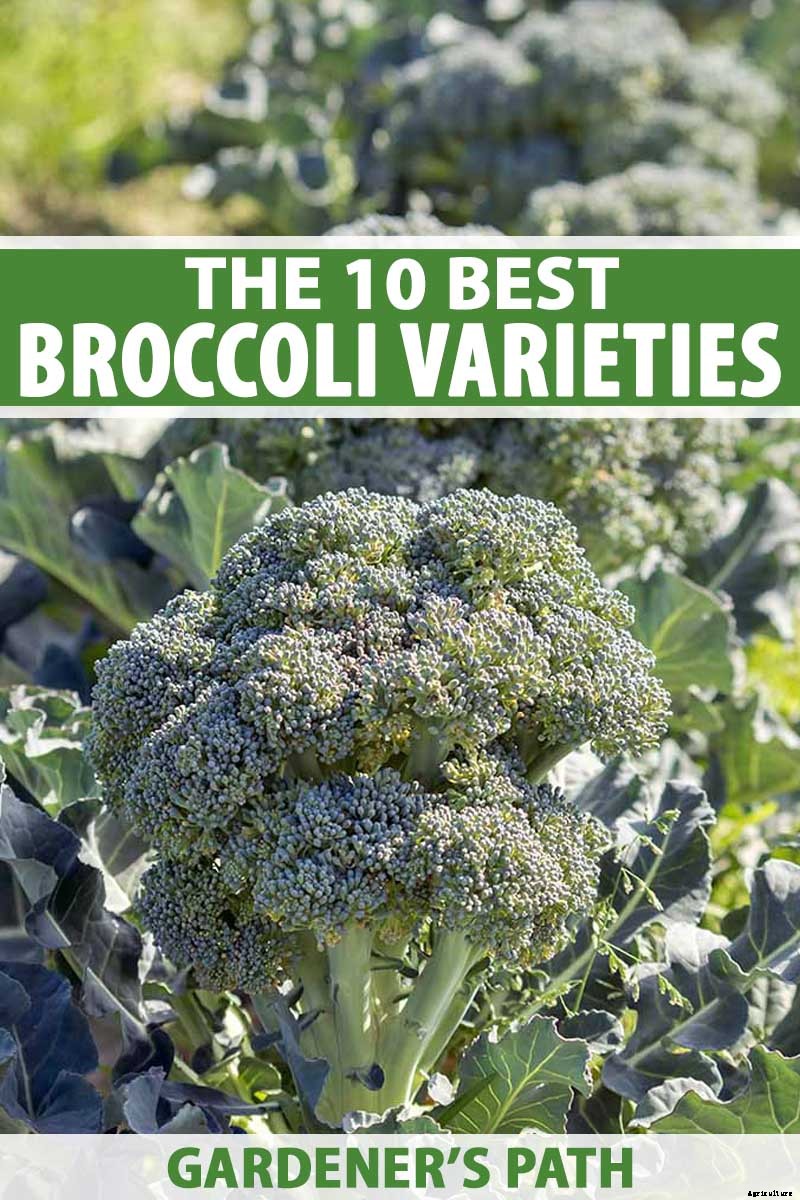 10 Best Broccoli Varieties for Your Garden (Plus 3 Delicious Bonus Options!)
