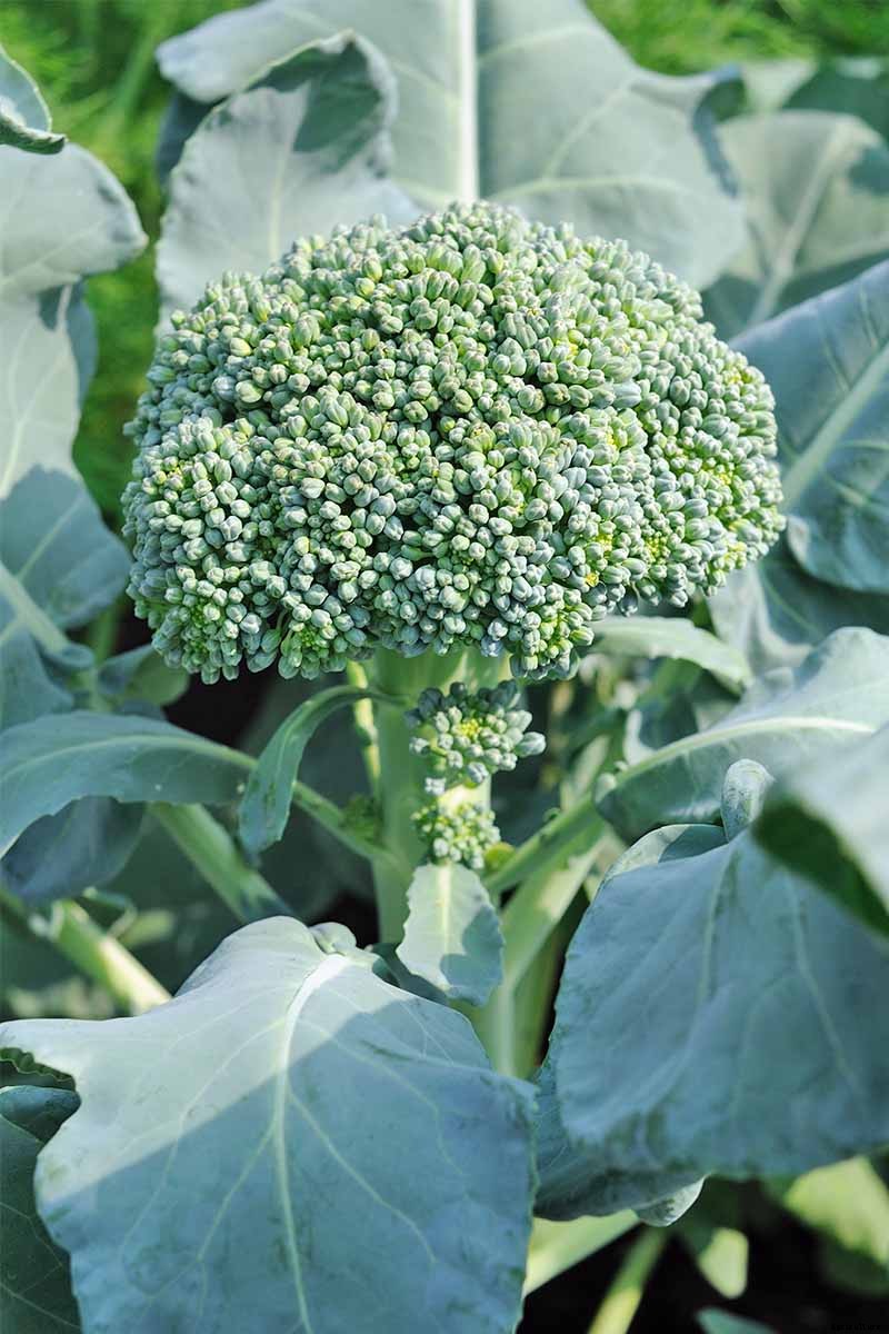 10 Best Broccoli Varieties for Your Garden (Plus 3 Delicious Bonus Options!)