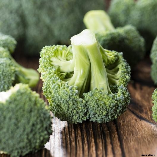 10 Best Broccoli Varieties for Your Garden (Plus 3 Delicious Bonus Options!)