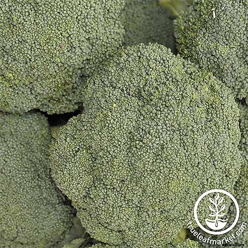 10 Best Broccoli Varieties for Your Garden (Plus 3 Delicious Bonus Options!)