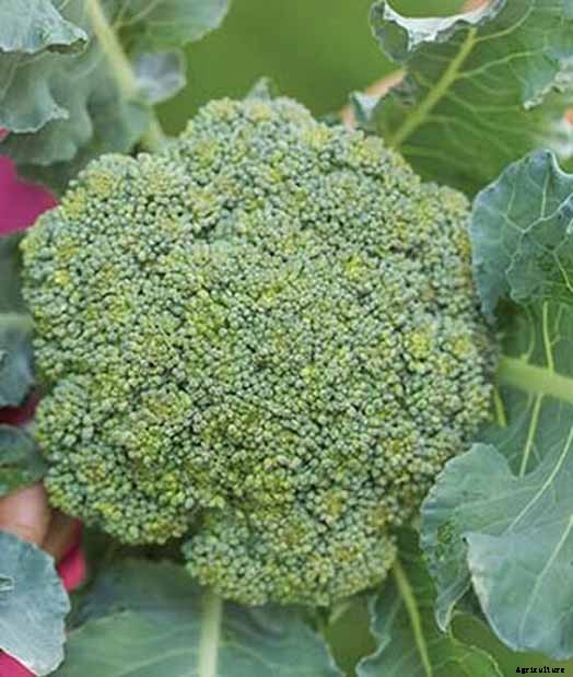 10 Best Broccoli Varieties for Your Garden (Plus 3 Delicious Bonus Options!)