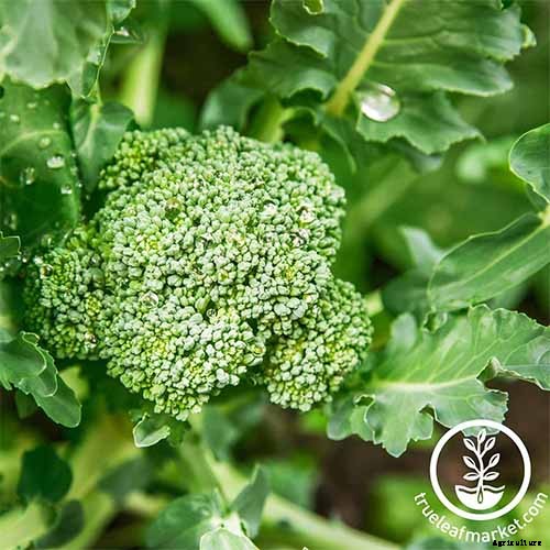 10 Best Broccoli Varieties for Your Garden (Plus 3 Delicious Bonus Options!)