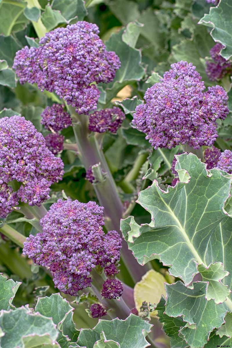 10 Best Broccoli Varieties for Your Garden (Plus 3 Delicious Bonus Options!)