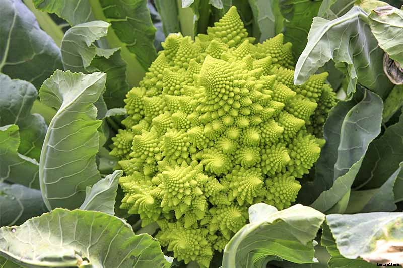 10 Best Broccoli Varieties for Your Garden (Plus 3 Delicious Bonus Options!)