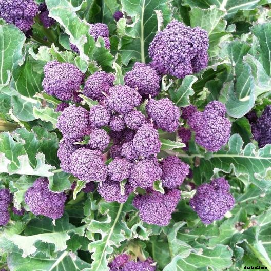 10 Best Broccoli Varieties for Your Garden (Plus 3 Delicious Bonus Options!)
