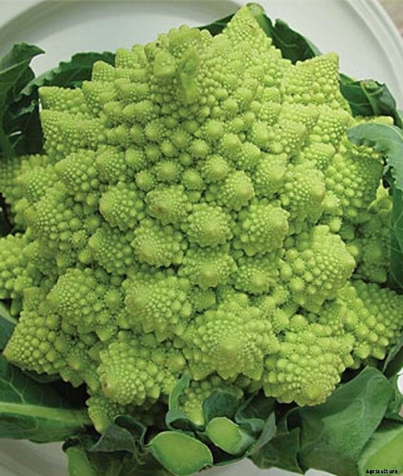 10 Best Broccoli Varieties for Your Garden (Plus 3 Delicious Bonus Options!)