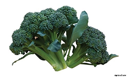 10 Best Broccoli Varieties for Your Garden (Plus 3 Delicious Bonus Options!)
