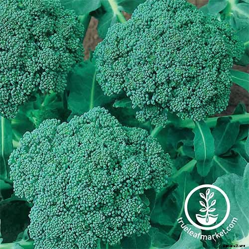 10 Best Broccoli Varieties for Your Garden (Plus 3 Delicious Bonus Options!)