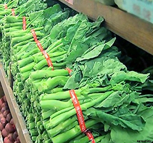 10 Best Broccoli Varieties for Your Garden (Plus 3 Delicious Bonus Options!)