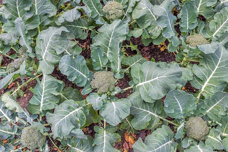 10 Best Broccoli Varieties for Your Garden (Plus 3 Delicious Bonus Options!)