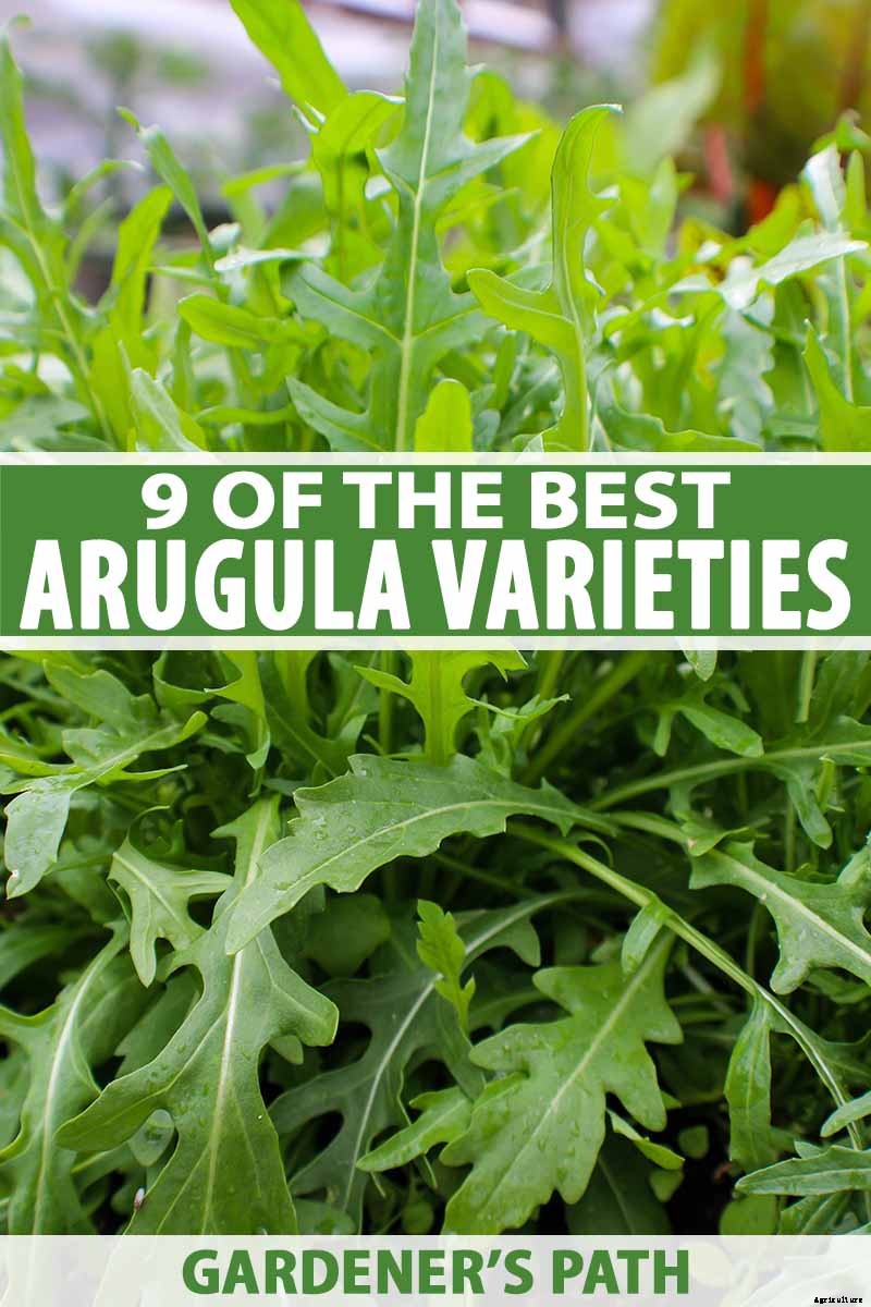 9 of the Best Arugula Varieties for Your Vegetable Patch