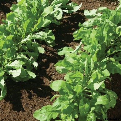 9 of the Best Arugula Varieties for Your Vegetable Patch