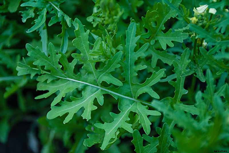 9 of the Best Arugula Varieties for Your Vegetable Patch