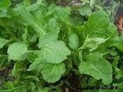 9 of the Best Arugula Varieties for Your Vegetable Patch