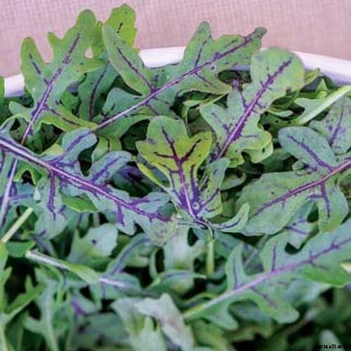 9 of the Best Arugula Varieties for Your Vegetable Patch