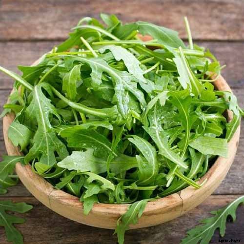 9 of the Best Arugula Varieties for Your Vegetable Patch