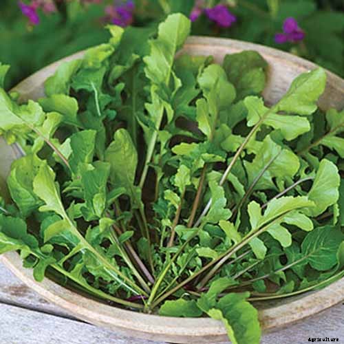 9 of the Best Arugula Varieties for Your Vegetable Patch