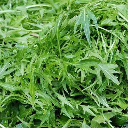 9 of the Best Arugula Varieties for Your Vegetable Patch