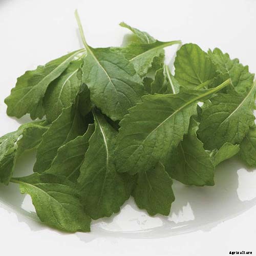 9 of the Best Arugula Varieties for Your Vegetable Patch