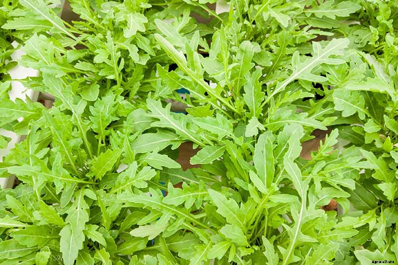 9 of the Best Arugula Varieties for Your Vegetable Patch