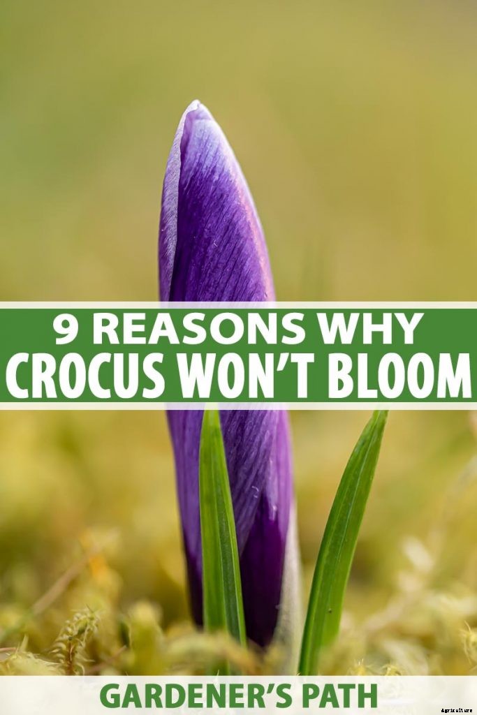 9 Reasons Your Crocus May Not Bloom