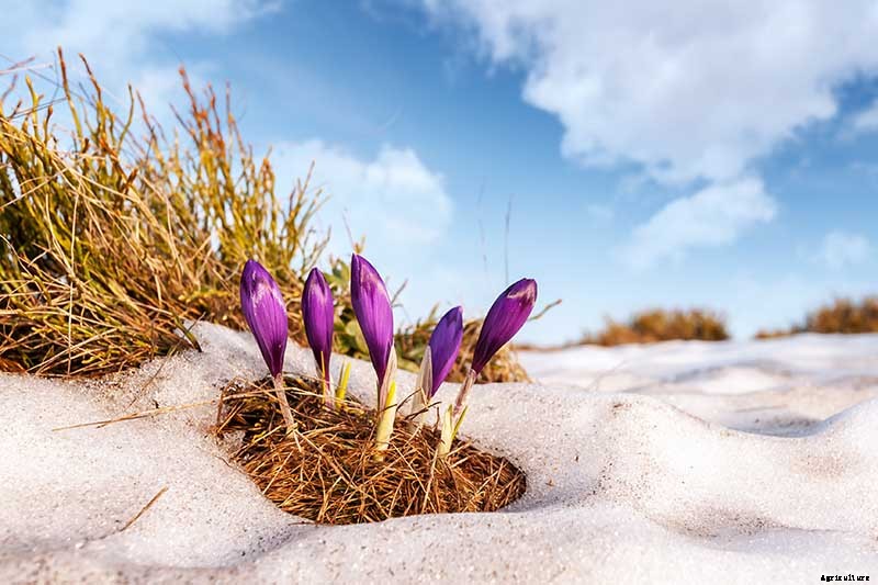 9 Reasons Your Crocus May Not Bloom