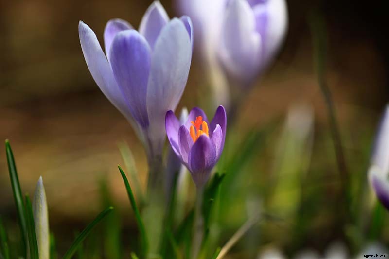 9 Reasons Your Crocus May Not Bloom