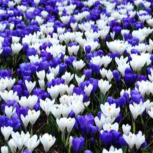 9 Reasons Your Crocus May Not Bloom