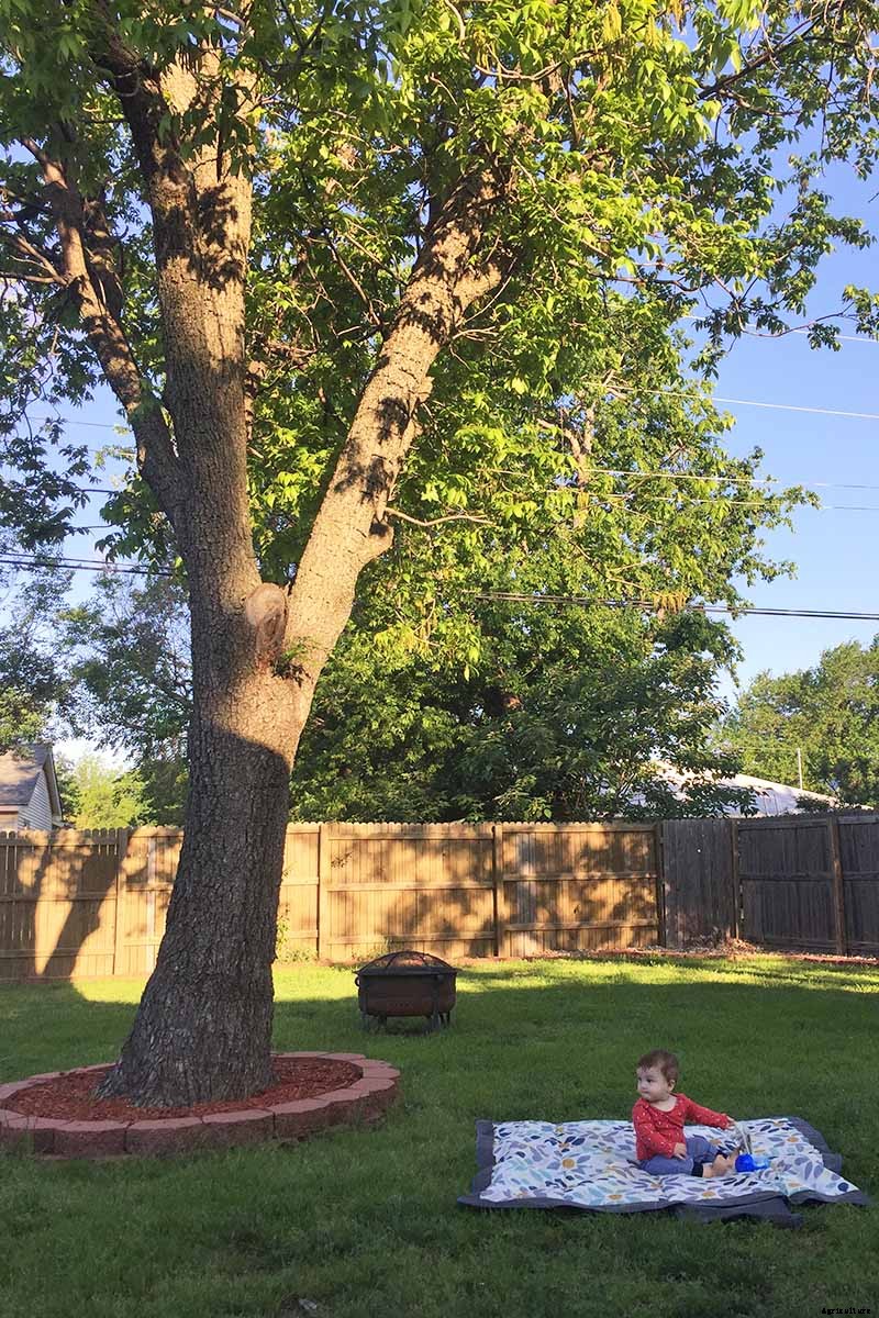 9 Reasons Your Crocus May Not Bloom