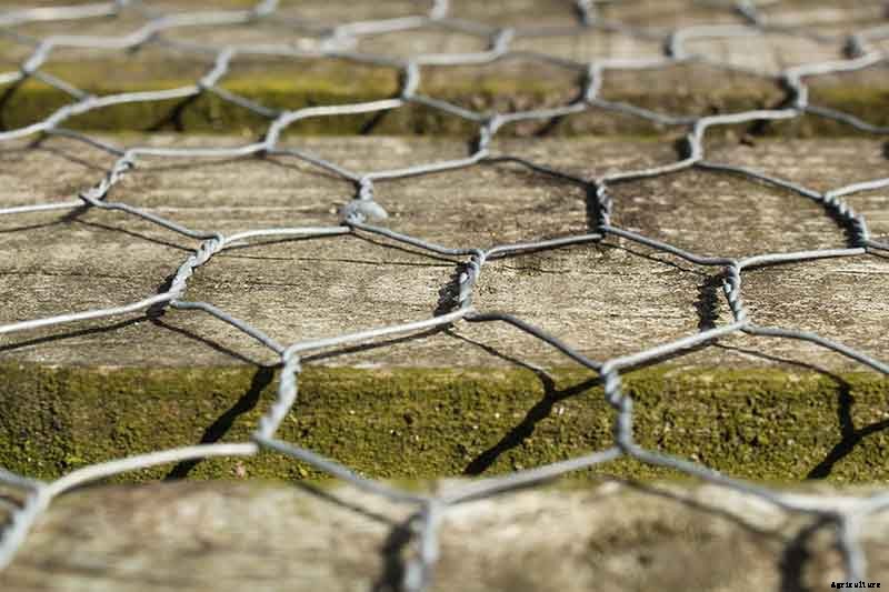 9 Reasons Your Crocus May Not Bloom