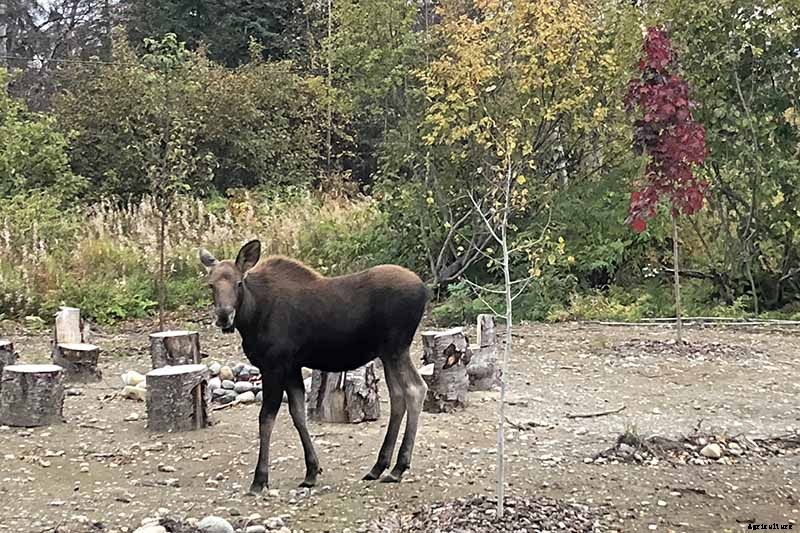 9 Reasons Your Crocus May Not Bloom