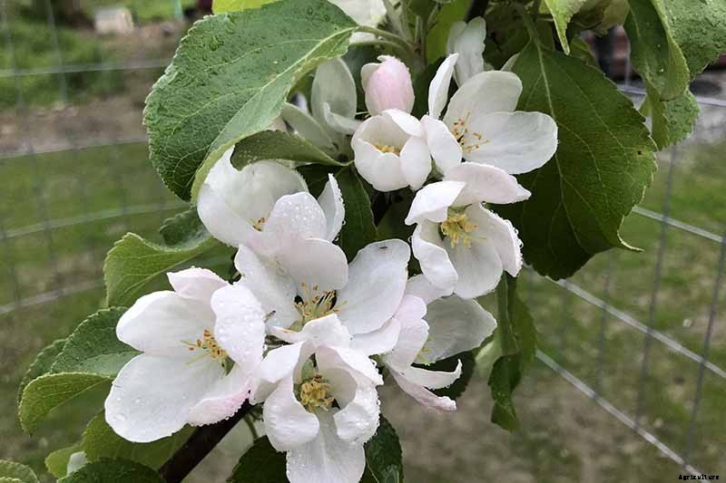 9 Reasons Your Crocus May Not Bloom