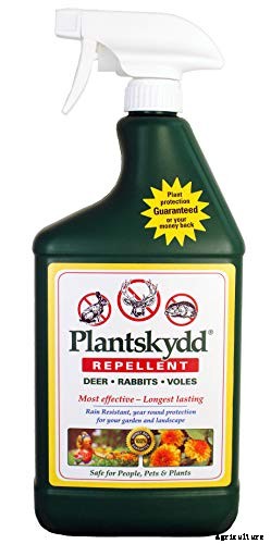 9 Reasons Your Crocus May Not Bloom