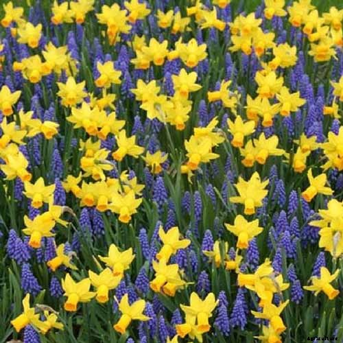 9 Reasons Your Crocus May Not Bloom