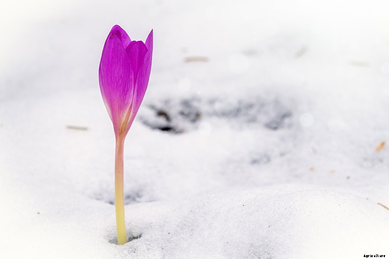 9 Reasons Your Crocus May Not Bloom