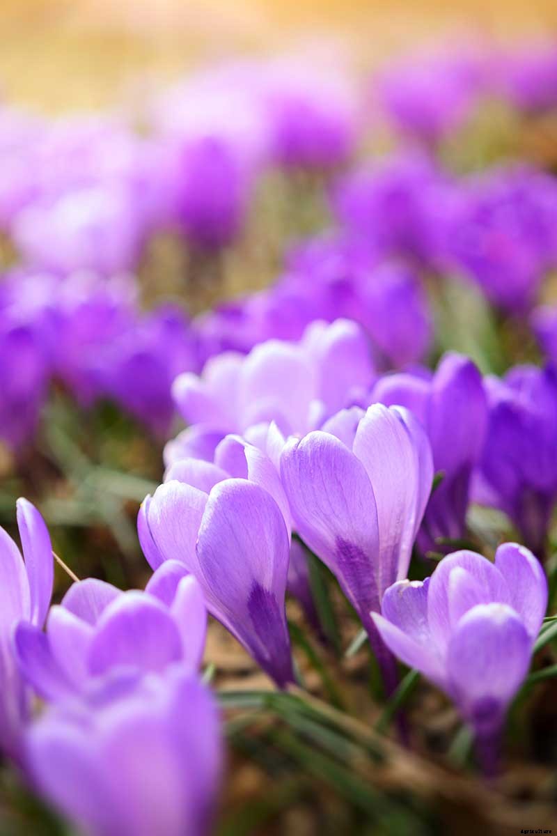 9 Reasons Your Crocus May Not Bloom