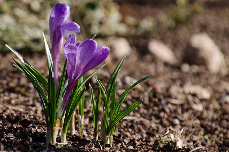 9 Reasons Your Crocus May Not Bloom