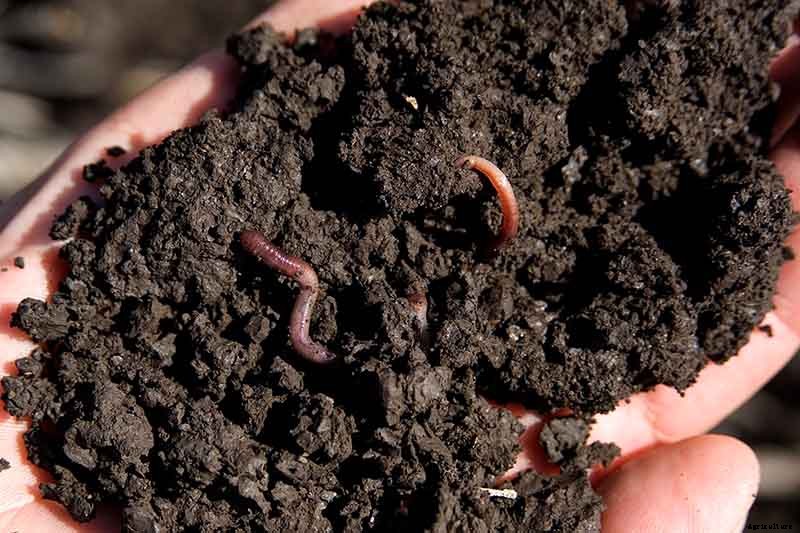 9 Reasons Your Crocus May Not Bloom