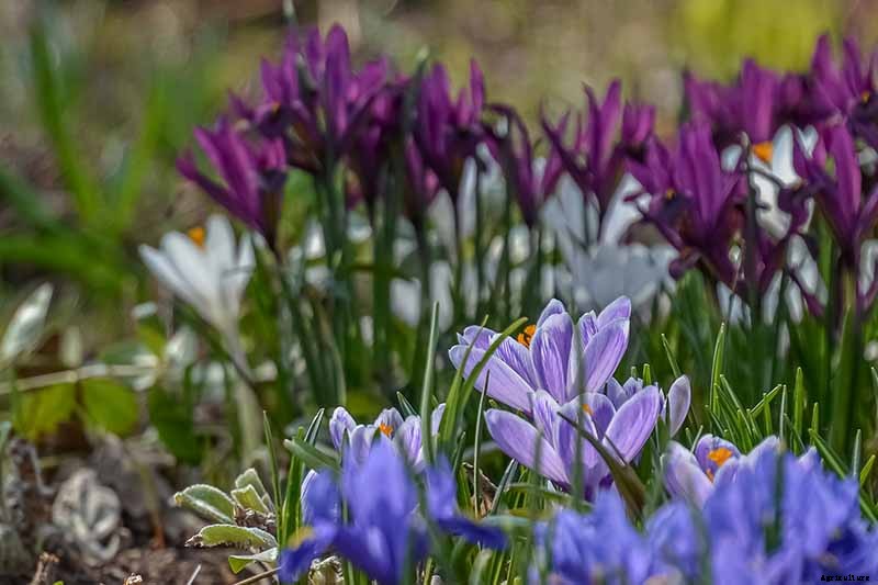 9 Reasons Your Crocus May Not Bloom