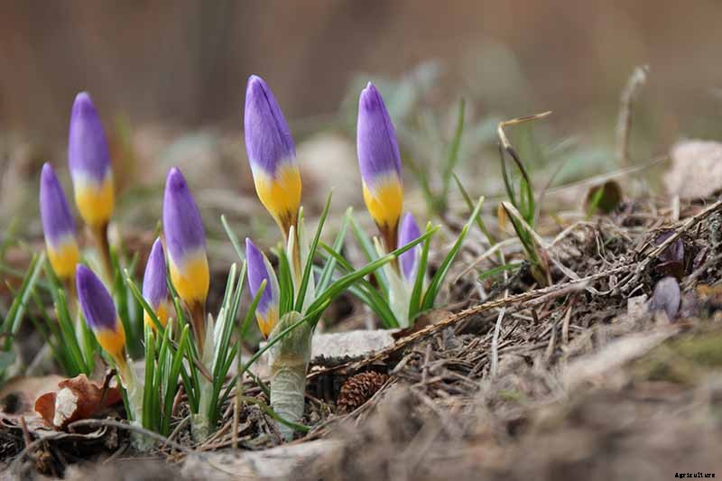 9 Reasons Your Crocus May Not Bloom