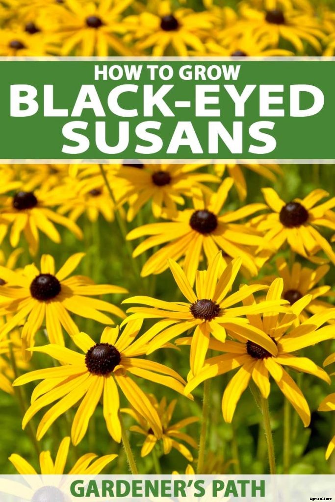How to Grow Black-Eyed Susans, a Garden Favorite