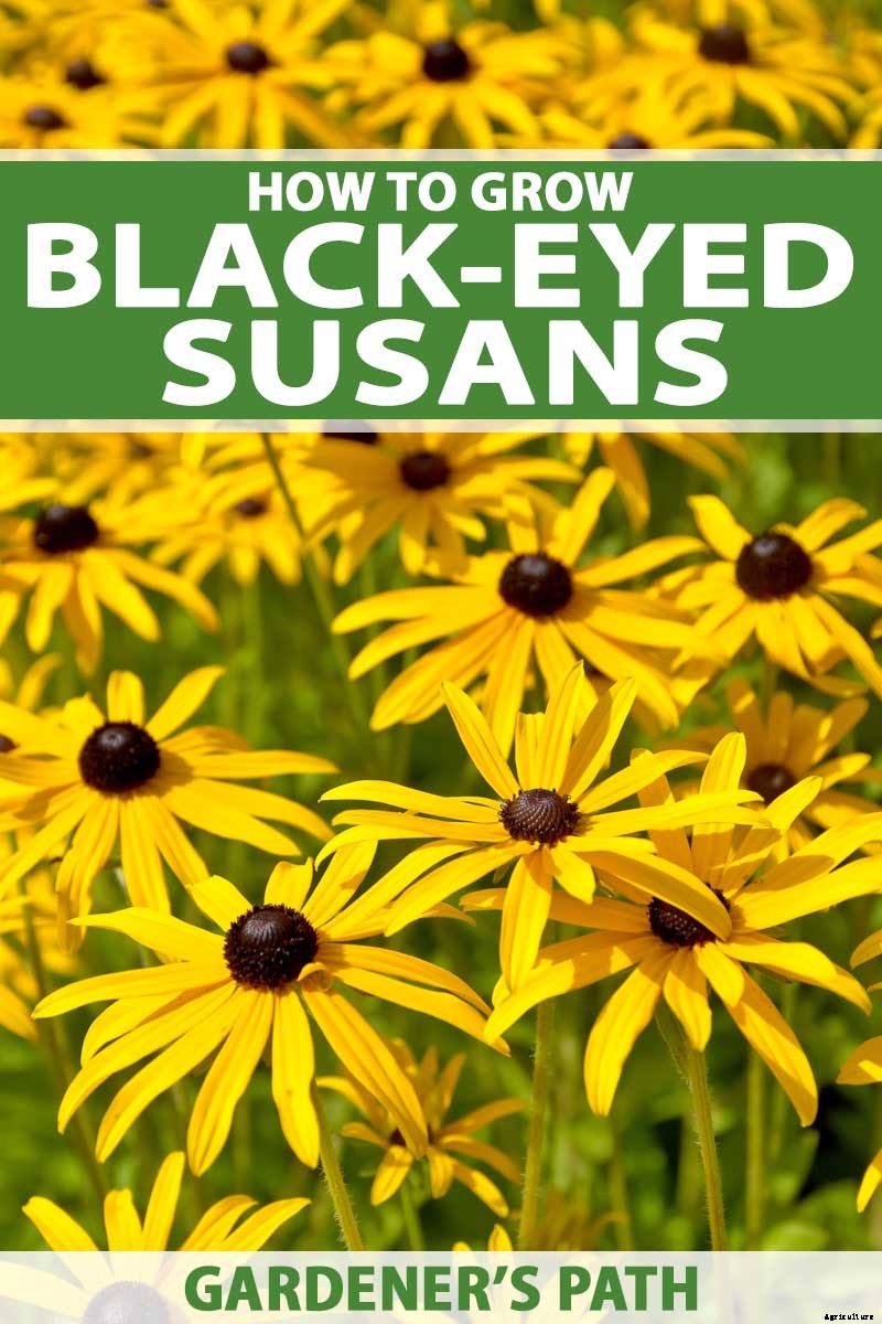 How to Grow Black-Eyed Susans, a Garden Favorite