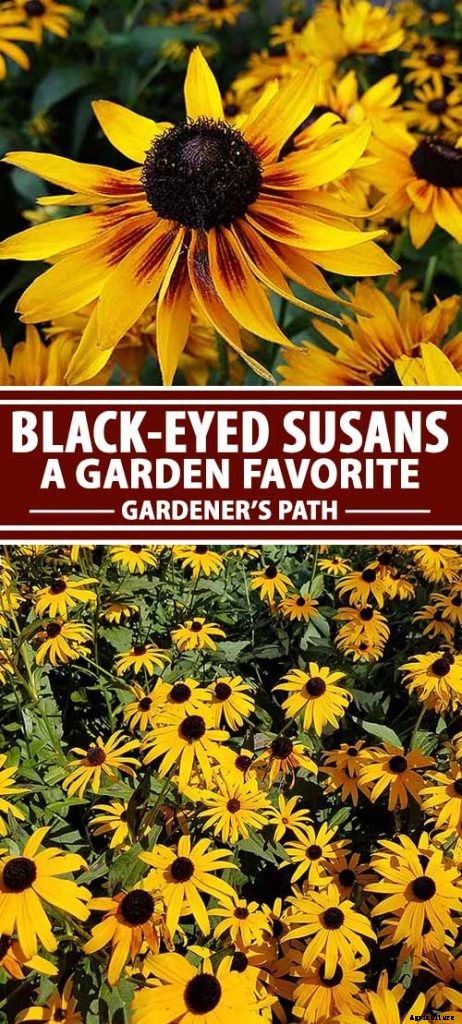How to Grow Black-Eyed Susans, a Garden Favorite