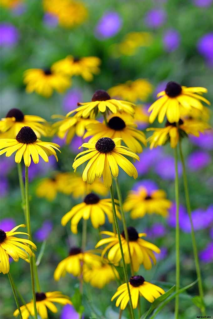 How to Grow Black-Eyed Susans, a Garden Favorite