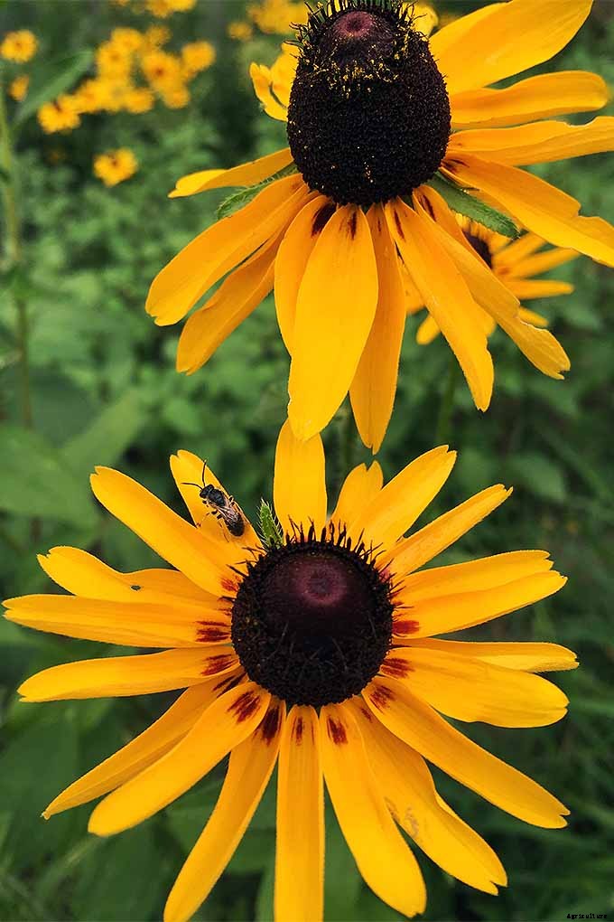 How to Grow Black-Eyed Susans, a Garden Favorite