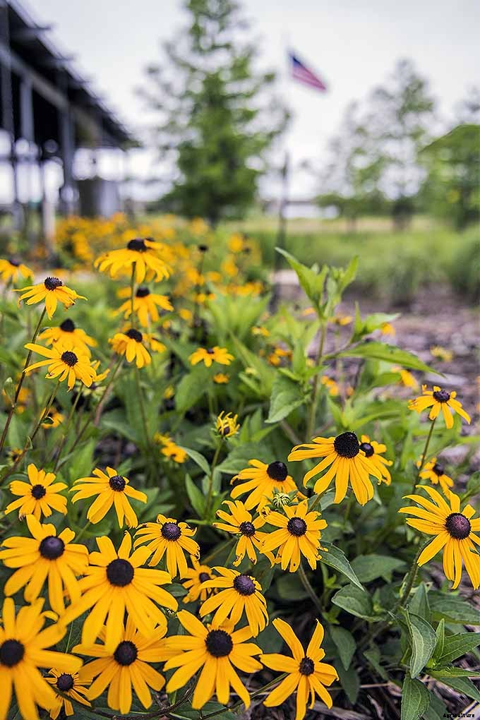 How to Grow Black-Eyed Susans, a Garden Favorite