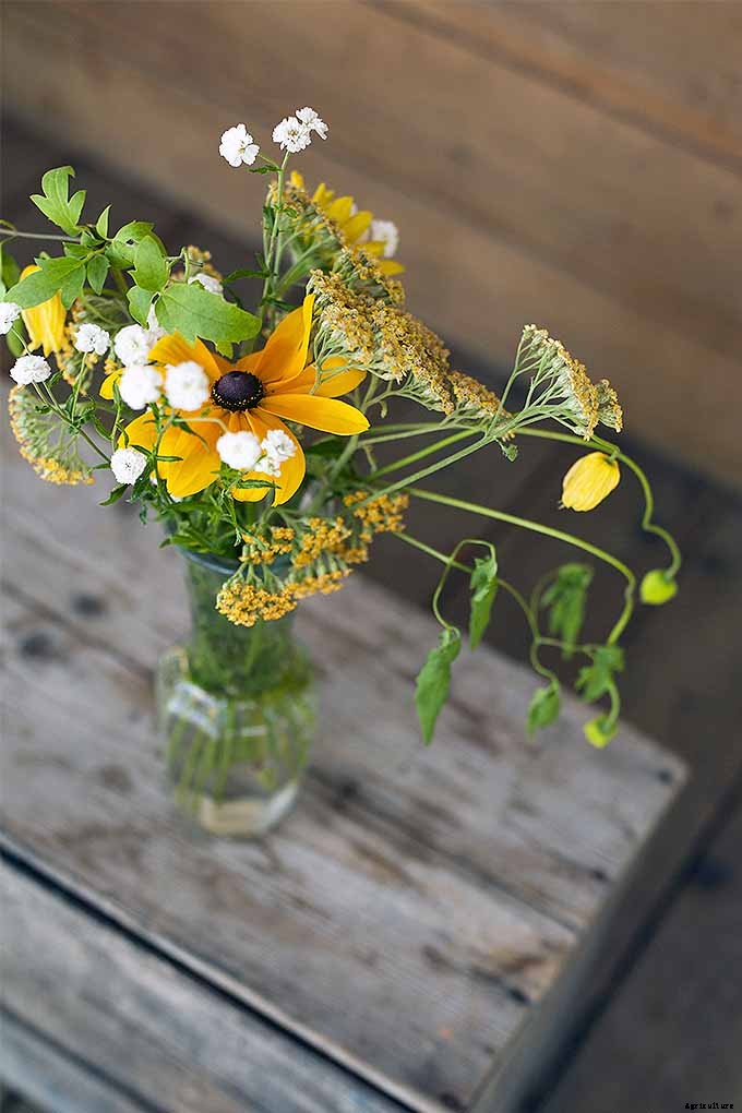 How to Grow Black-Eyed Susans, a Garden Favorite