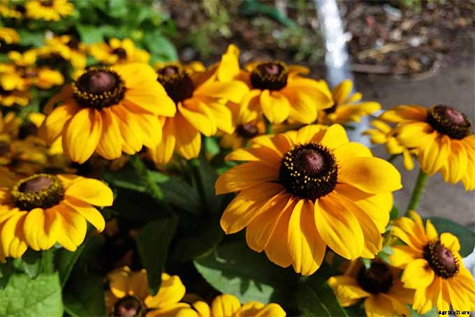 How to Grow Black-Eyed Susans, a Garden Favorite