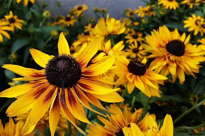 How to Grow Black-Eyed Susans, a Garden Favorite